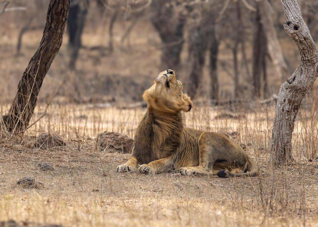 Gir Birding Lodge Sasan Gir Exterior foto